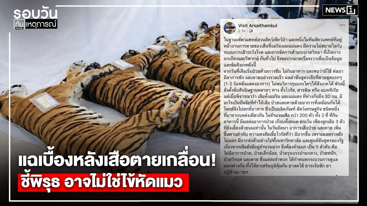 แฉเบื้องหลังเสือตายเกลื่อน!ชี้พิรุธอาจไม่ใช่ไข้หัดแมว : รอบวันทันเหตุการณ์ 17.00 น./วันที่ 24 ก.พ.69