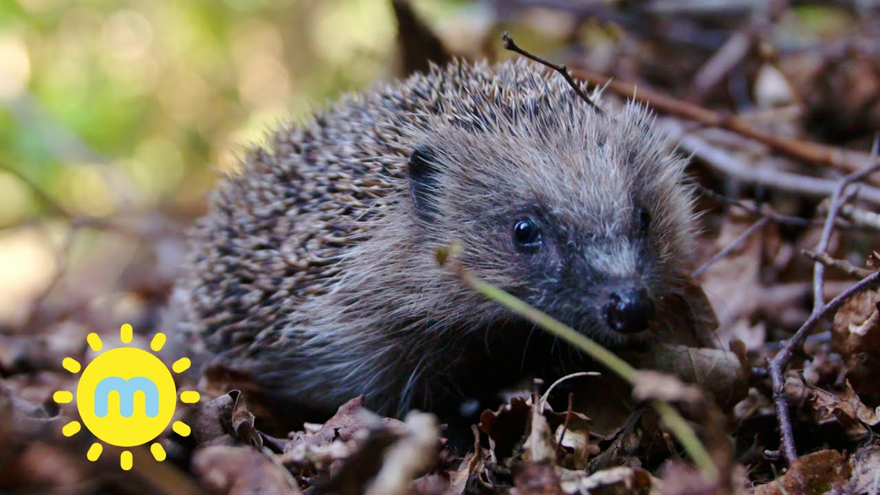 Ep 1 - Meet the Hedgehogs | Spikey friends | Milkshake!