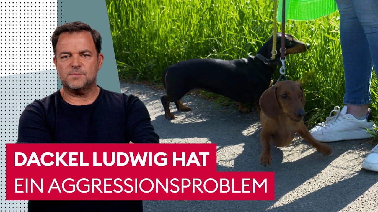 Alles und Jeder wird von dem Rüden angebellt | Der Hundeprofi