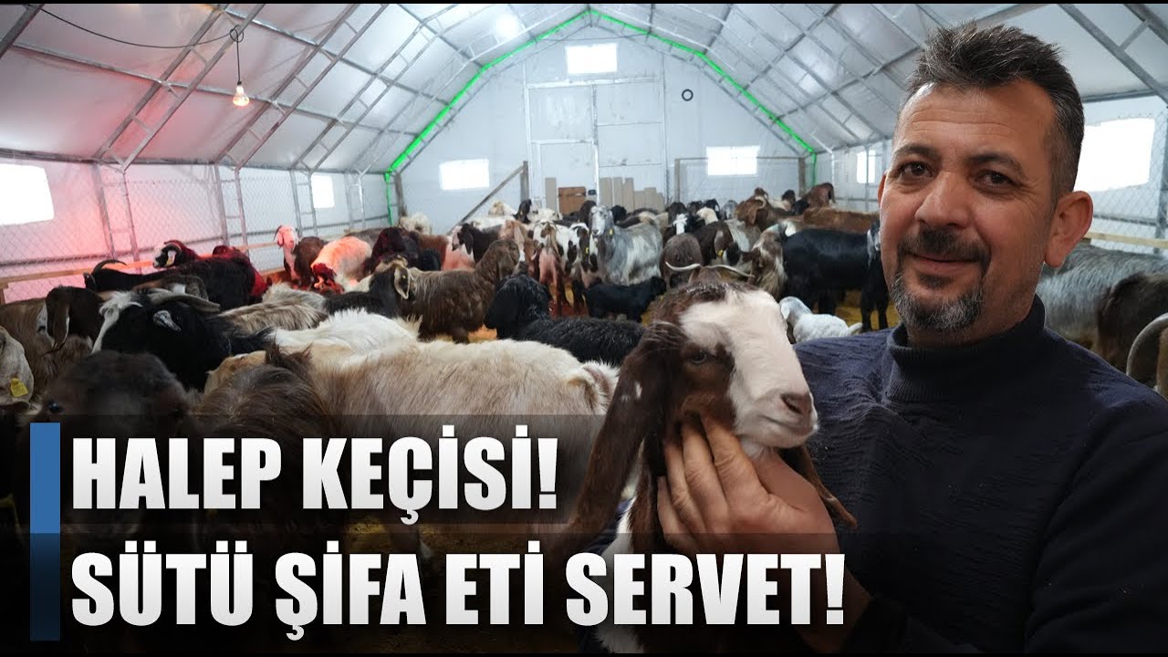 Sütü Şifa Eti Servet! Memurluğu Bıraktı Halep Keçisi Üretiyor! / AGRO TV HABER