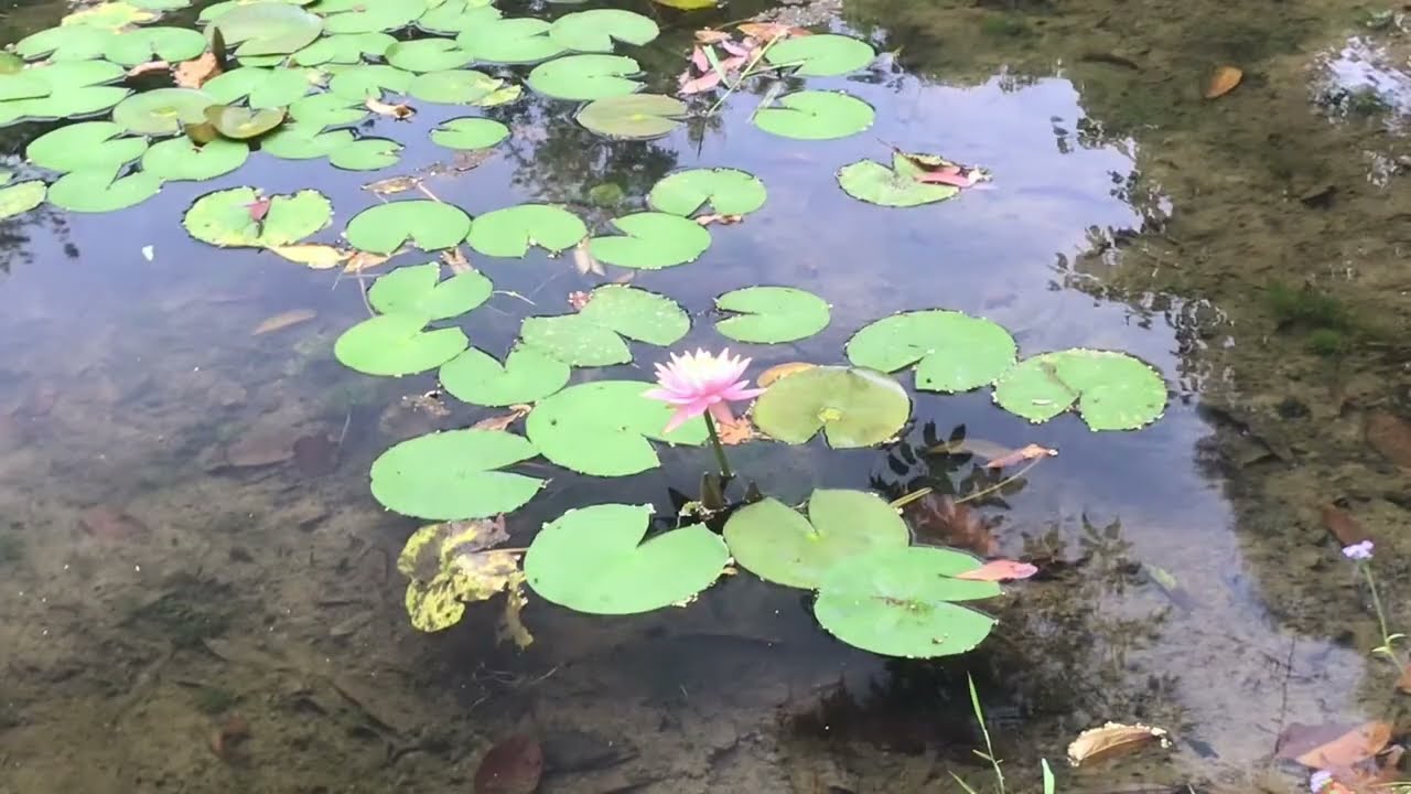 Circular Polarizer Filter to use with iPhone (Raw Video / Demo Video)