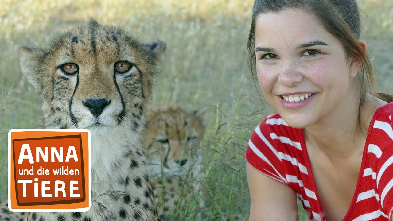 So jagt der Gepard | Reportage f&uuml;r Kinder | Anna und die wilden Tiere