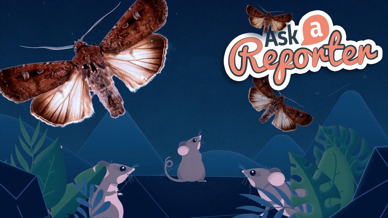 AAR - Bogong Moths