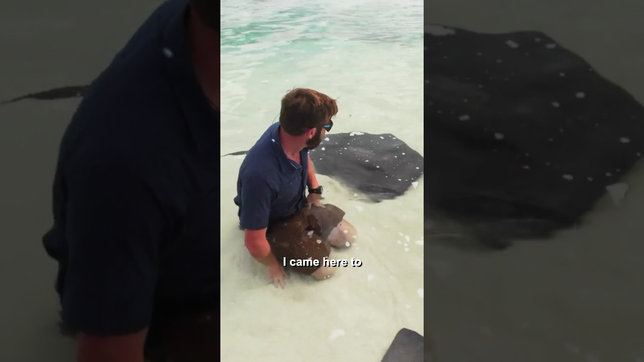 Stingrays Are Friendly!