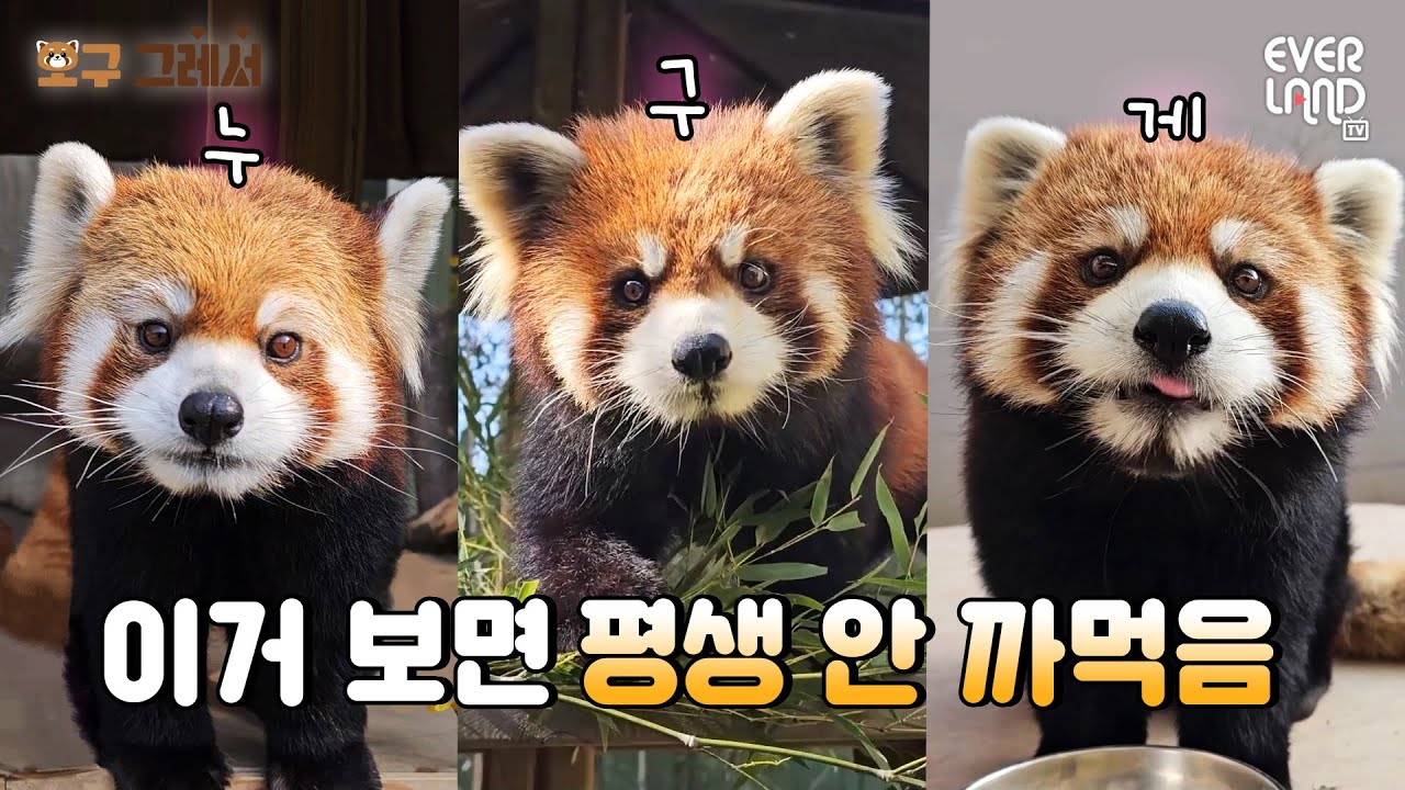 [ENG] 귀여움 3배! 레서판다 사육사가 알려주는 레서가족 구별법ㅣ#오구그레서 Ep.2