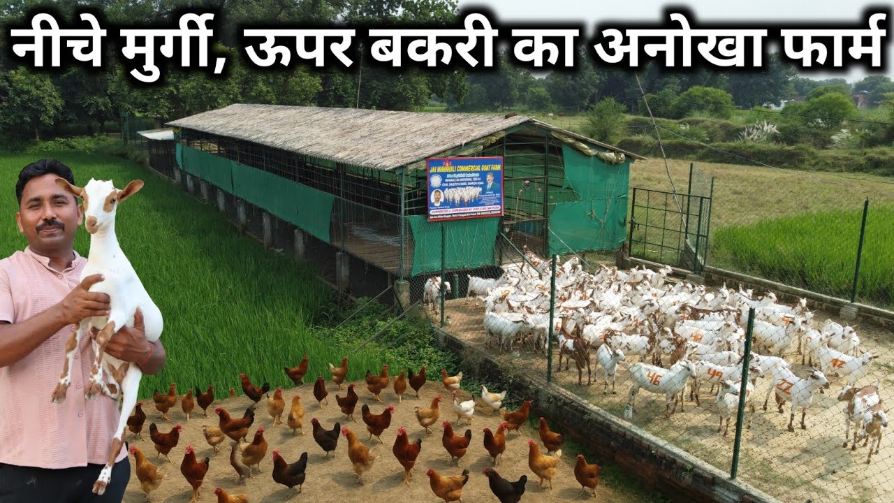 बकरी + मुर्गी पालन से कमाता हूं 18 लाख सालाना | Integrated Goat & Poultry Farm Elevated Shed