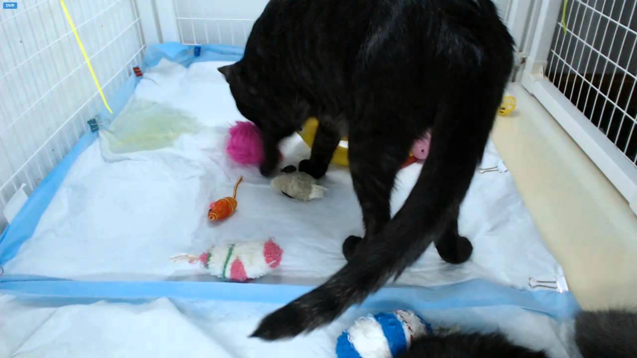AI Kittens - Glados wants her Tribble