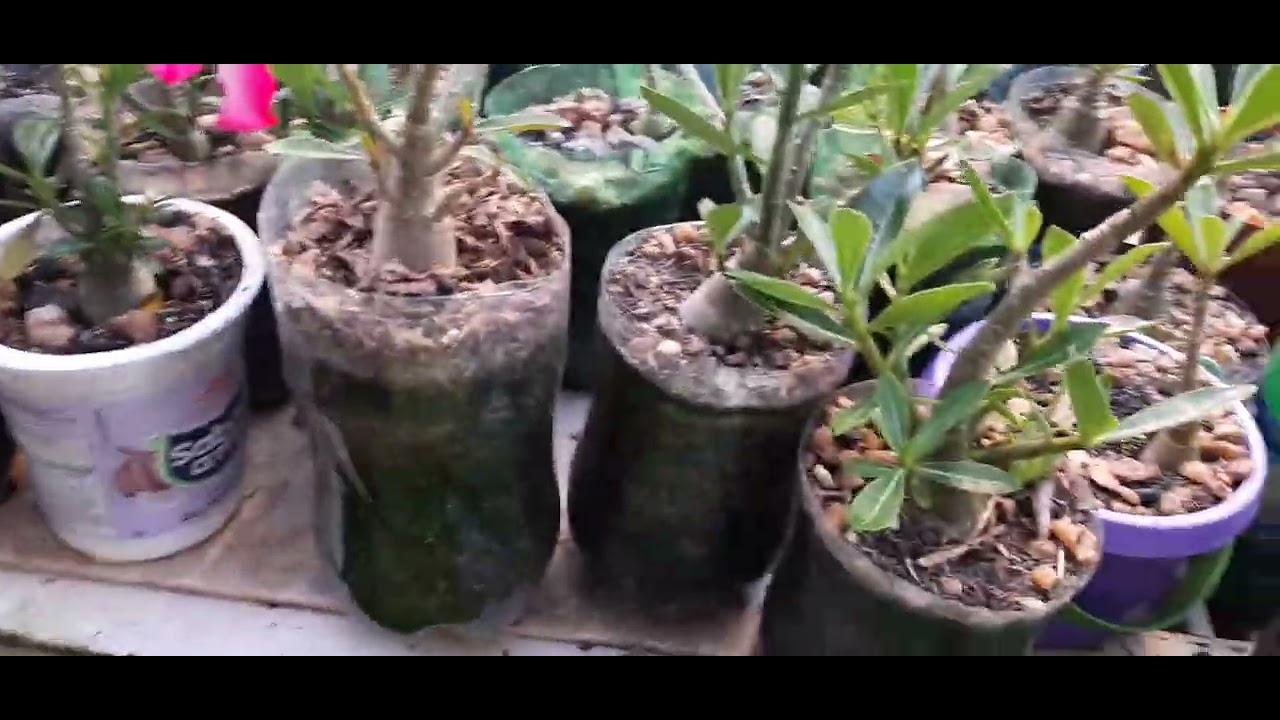 PASSEIO PELAS AS PLANTAS