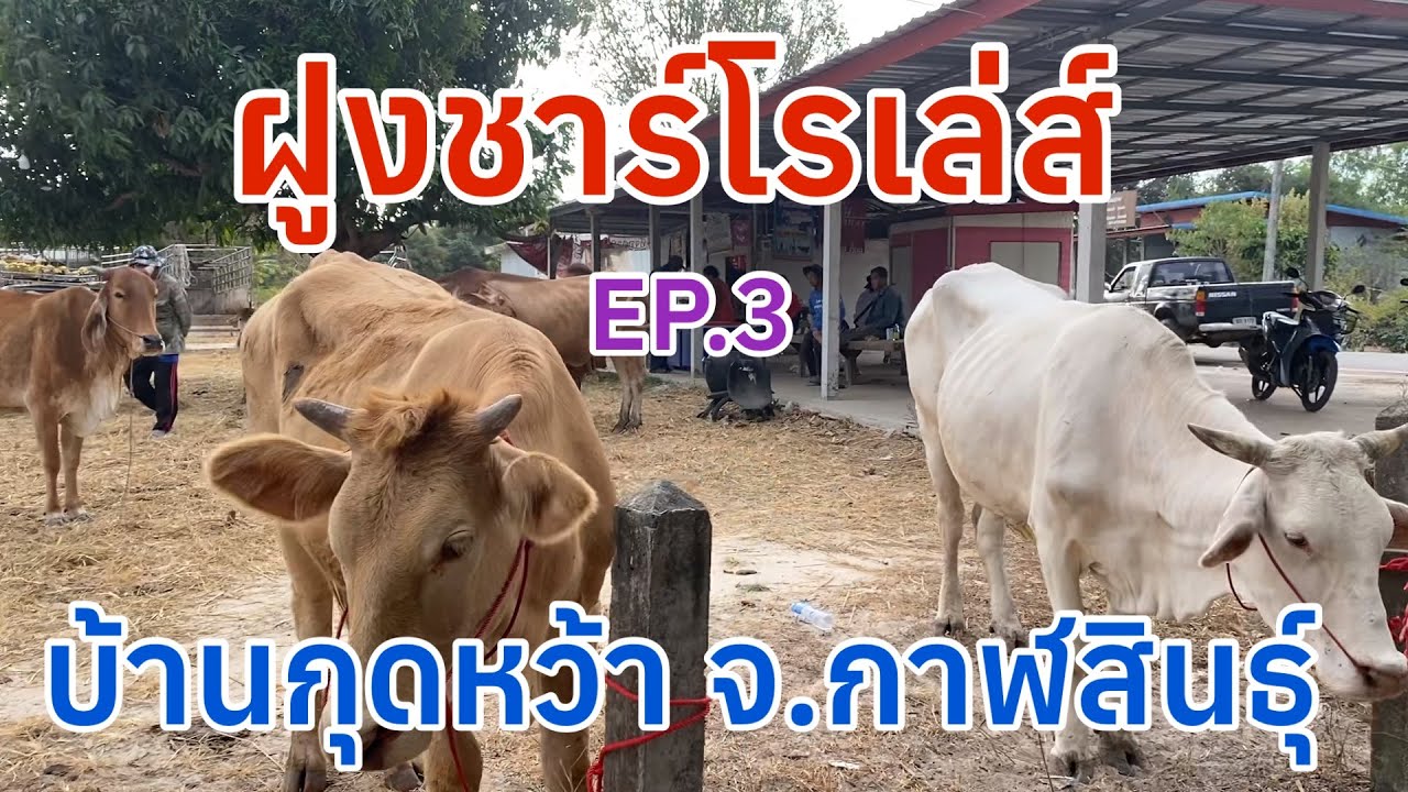 EP.3 #ราคาวัววันนี้ 22 มกราคม 2569 #ตลาดวัวบ้านกุดหว้า อำเภอกุฉินารายณ์จังหวัดกาฬสินธุ์ #ชาร์โรเล่ส์