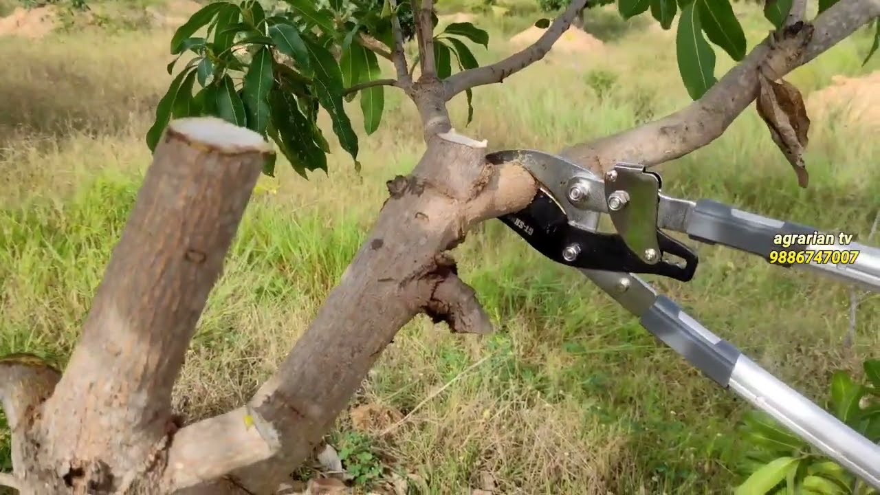 || Rs. 2900 || Branch Cutter or Pruner || Premium Quality || upto 4 inch || 📲 9886747007 ||