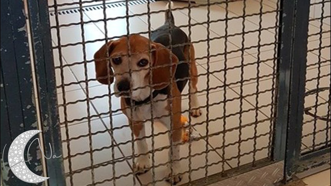 Aufklärungs- und Informationsvideo zum Thema Tierversuche & Laborbeagle