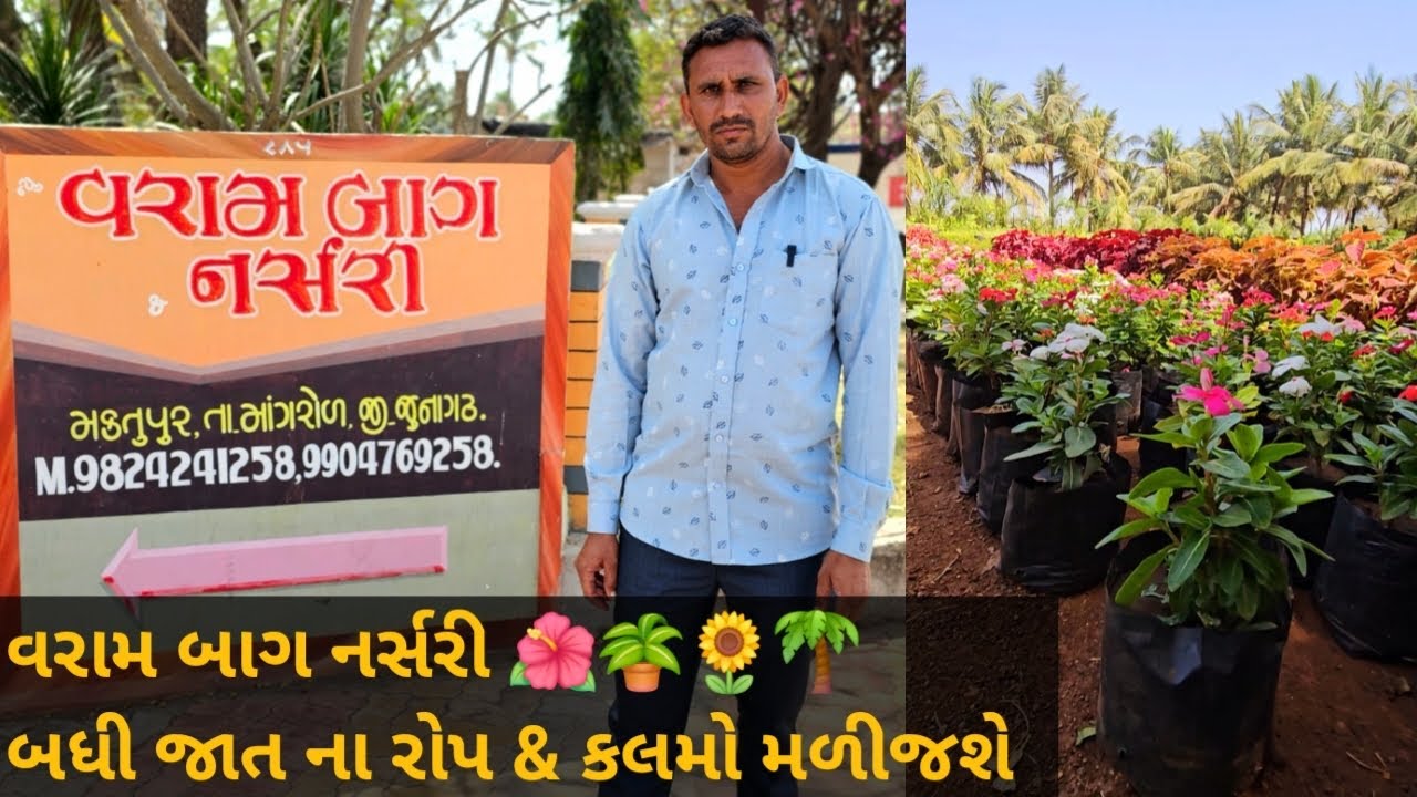 વરામ બાગ નર્સરી માંગરોળ || Varam Baug Nursery #Nursery #mangrol  #khedut #farming