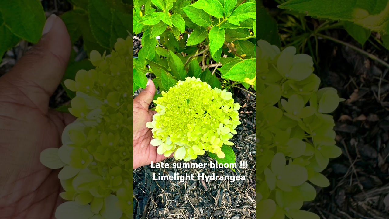 #limelight hydrangea #late prune late bloom just in time for fall!!! #fall#short #proven winners .
