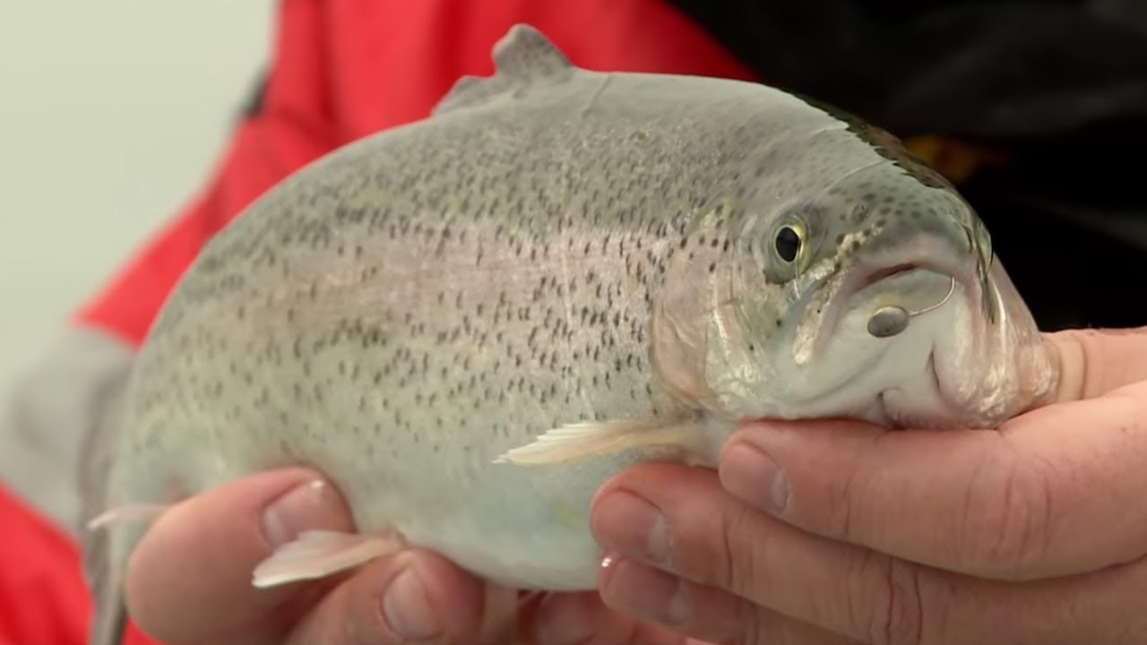 Пъстърви на лед / Trout ice fishing