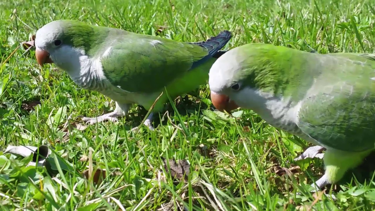 Parrots Brothers - Jak nauczyłem papugi wolnych lotów.
