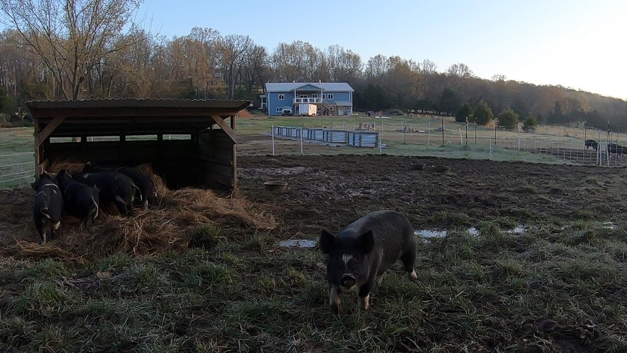 Pigs in the morning