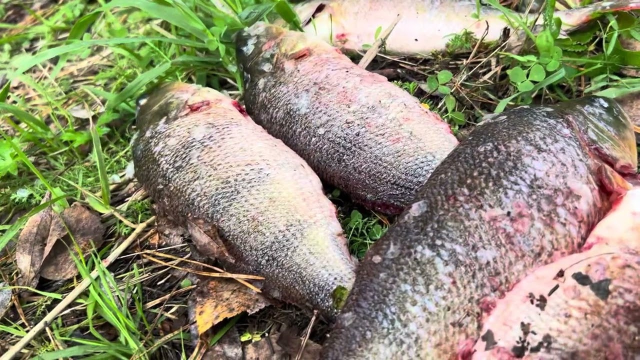 Купили дом максимально близко к реке в глухой деревне 