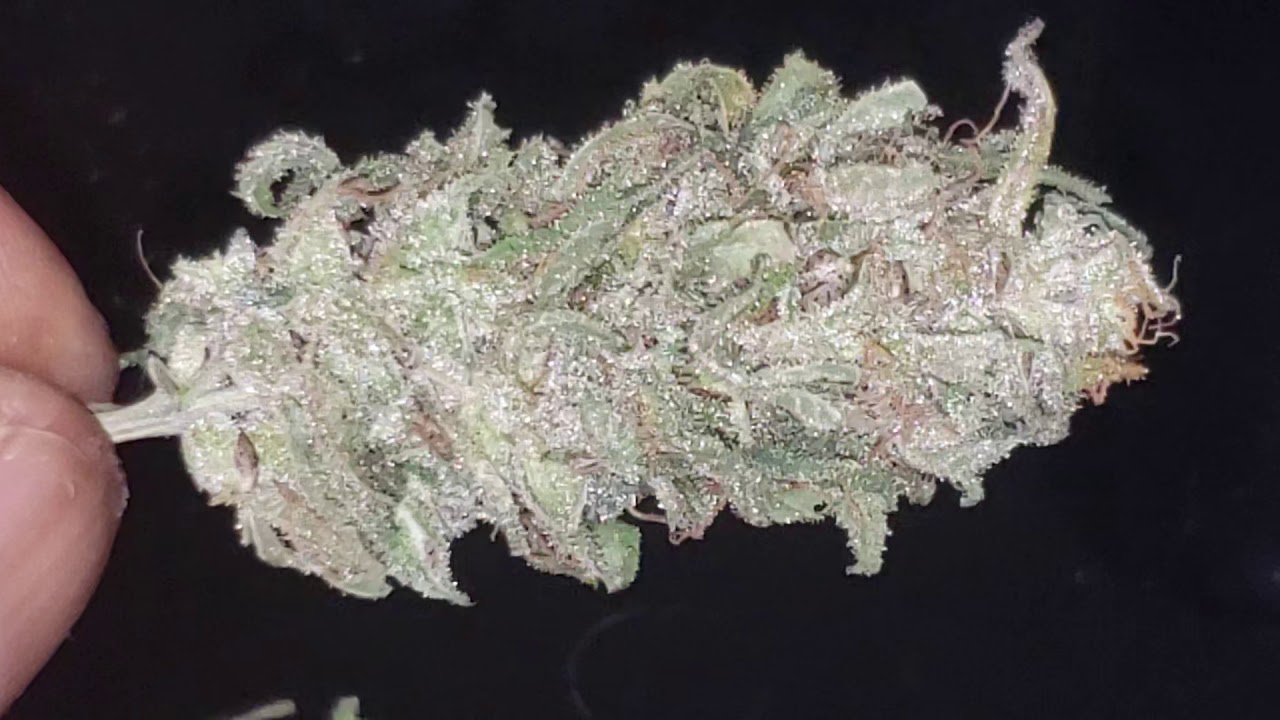 Black cherry kush. @PHILLYPHARMS