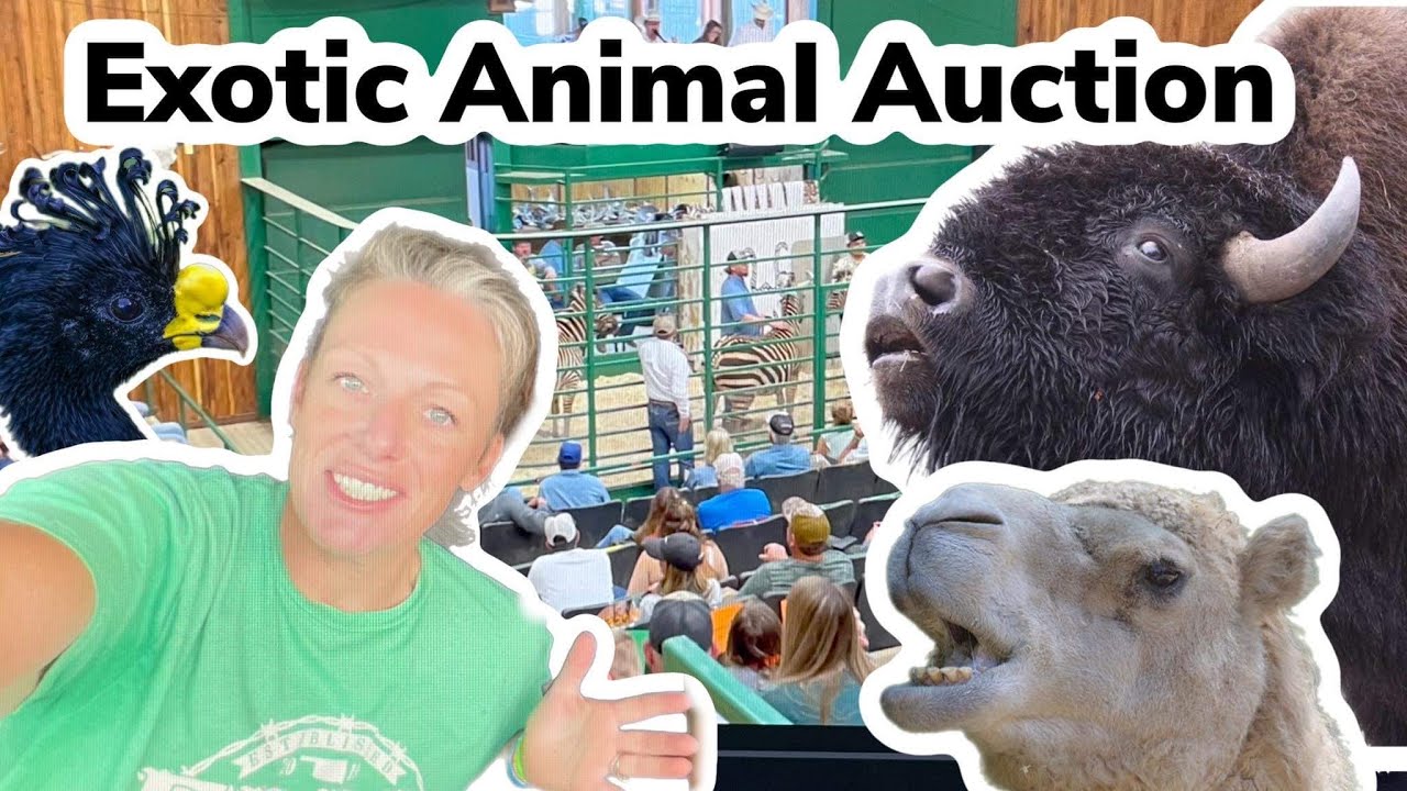 Join Us On An Exciting Adventure To The Exotic Animal Auction Part 1