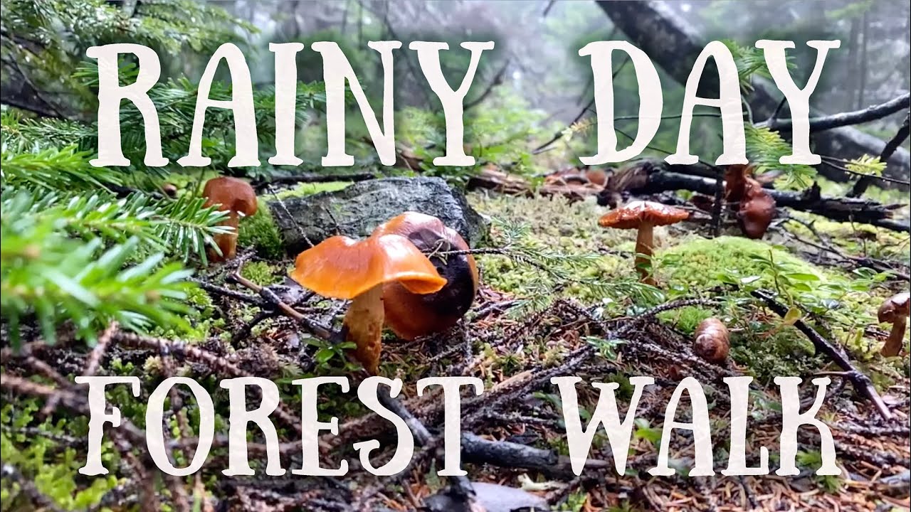 ASMR Acadia National Park, Rainy Day Relaxing POV Forest Walk - Soothing rain and walking sounds