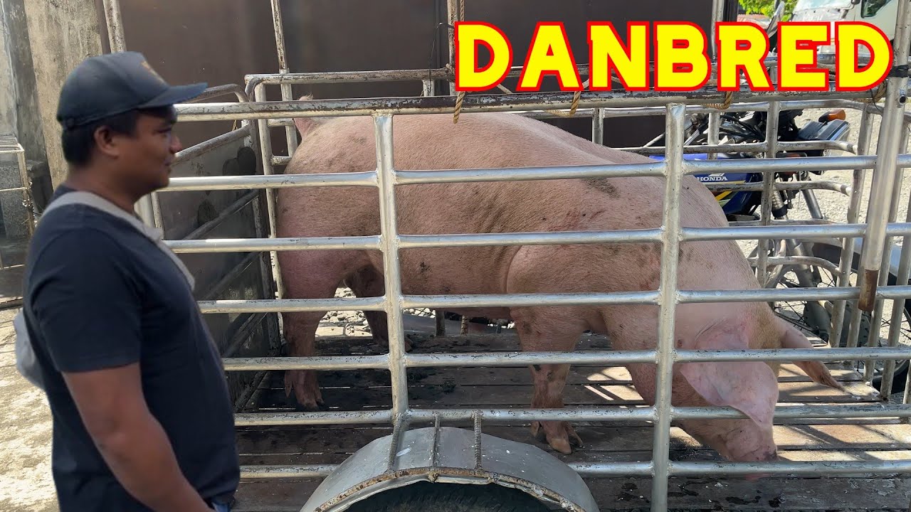 DANBRED I BUYING DANBRED FATTENING I JeRox