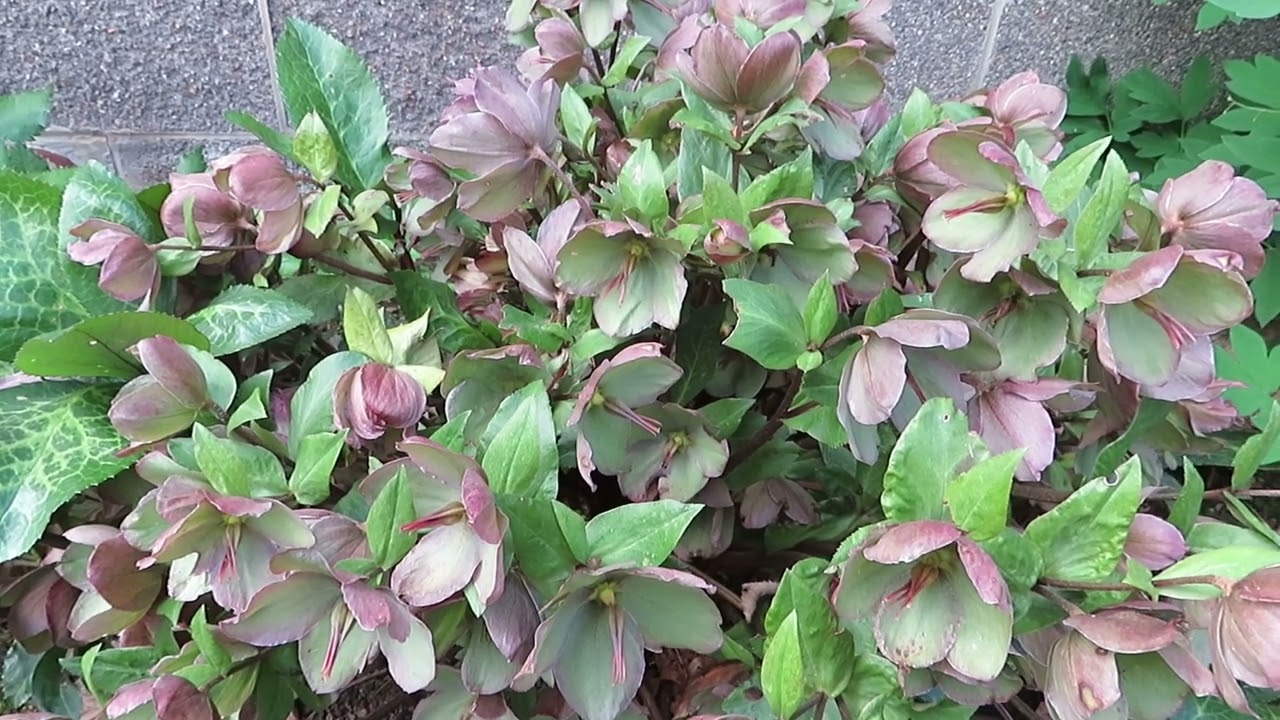 Hellebore (Lenten Rose): A Beautiful and Hardy Shade Garden Plant