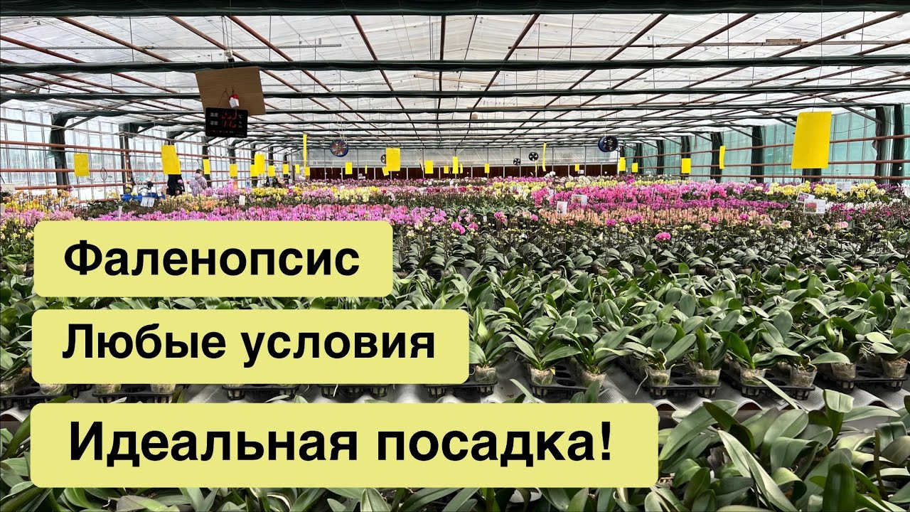 Посадите орхидею ПРАВИЛЬНО!😈🌸😉
