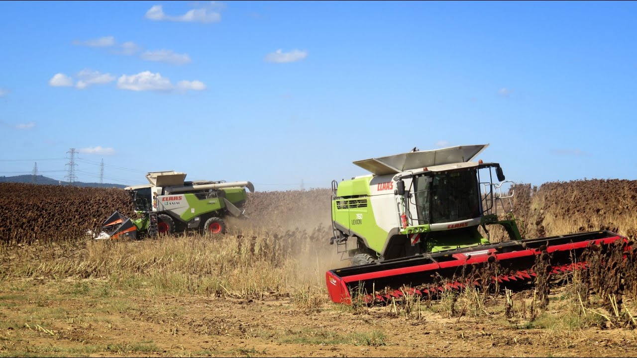 Palotabozsoki Zrt. Claas Lexion 760TT, Trion 660 Sunflower Harvest 2023