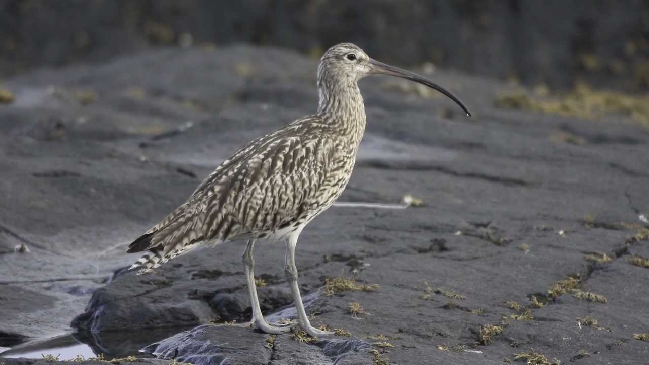 BTO Bird ID &mdash; Большой кроншнеп и Средний кроншнеп