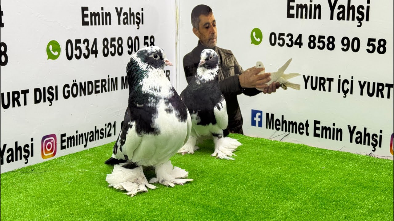 Emin Yahşi Canlı Mezat kanalı canlı yayında
