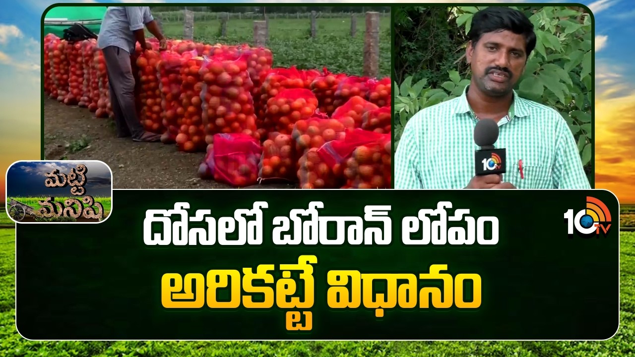 How to prevent boron deficiency in cucumber | దోసలో బోరాన్ లోపం అరికట్టే విధానం | Matti Manishi