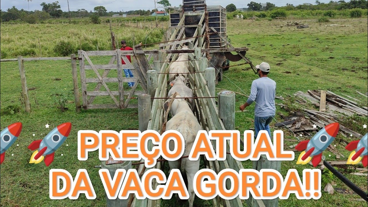 PREÇO ATUALIZADO DA VACA GORDA!!PREÇO TA 🚀🚀🚀🚀!! VENDEMOS UM LOTE DE VACAS!!