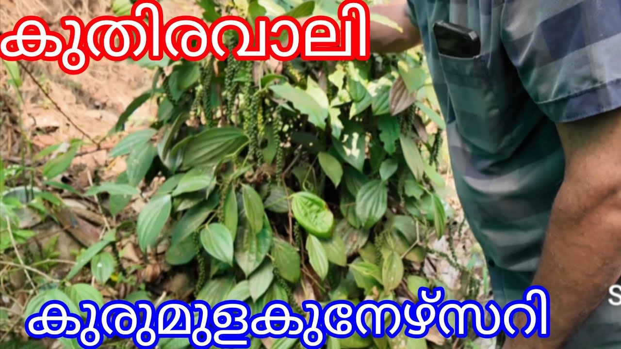 Kuthiravaly Pepper Nursery#Antony Muniyara Vlogs