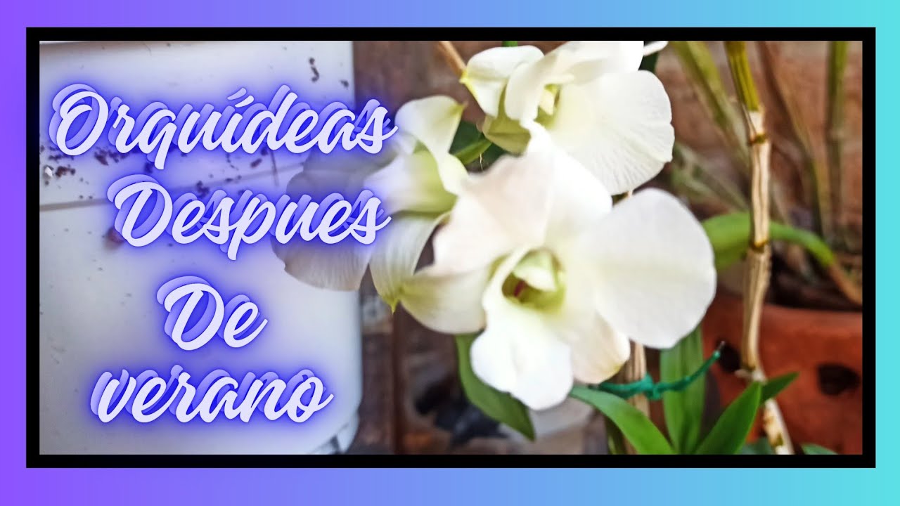 Orquídeas después de verano
