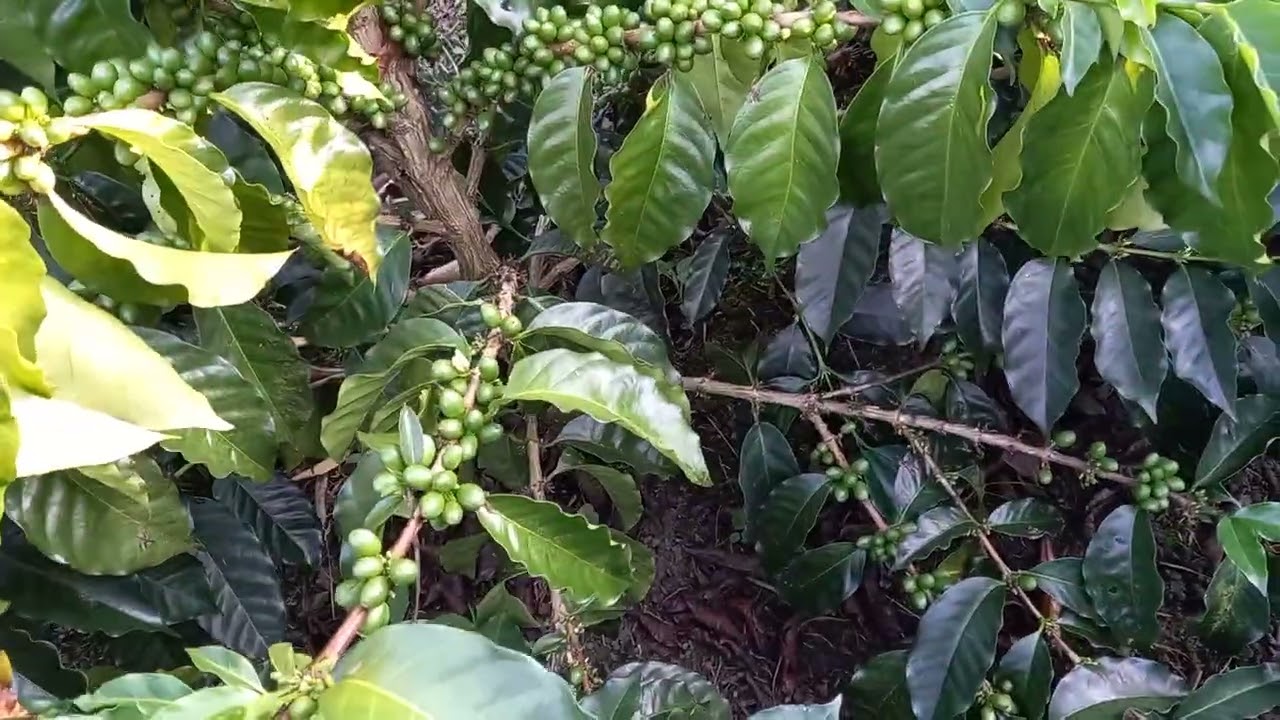 Variedad Papayo febrero 2026