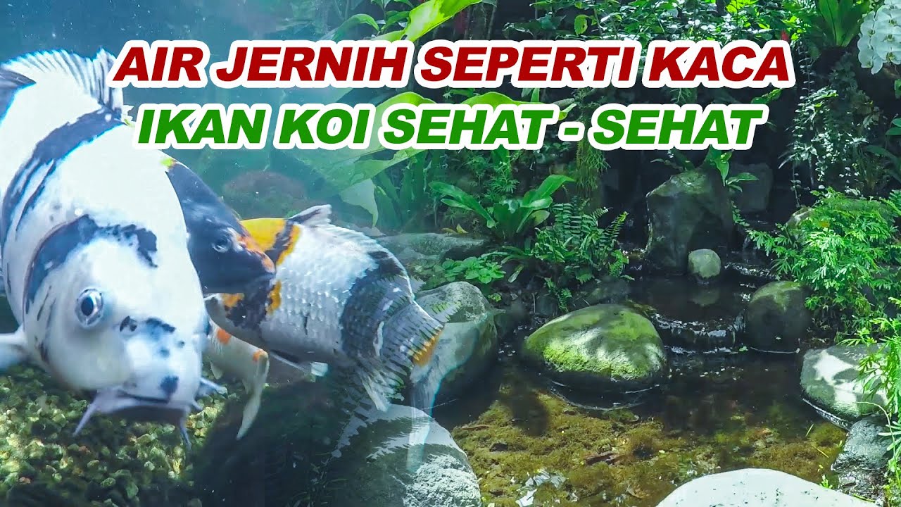 KOLAM KOI NATURAL FILTER ALAMI AIR SEHAT!