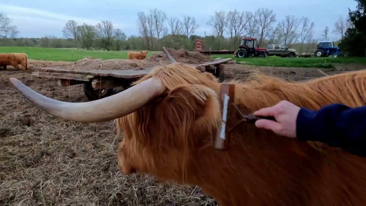 Highland Cattle Love to Be Brushed - Brushing Moo the Scottish Highland Cow