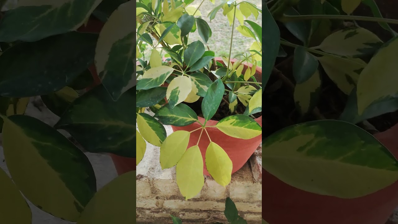 Seflera में नई पत्तियां आने लगीं 😍🌿