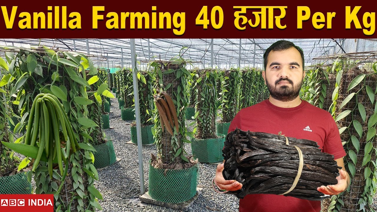 Vanilla Farming | 40,000 Per Kg | Vanilla ki kheti | Increase Demand of Vanilla | Profitable Farming