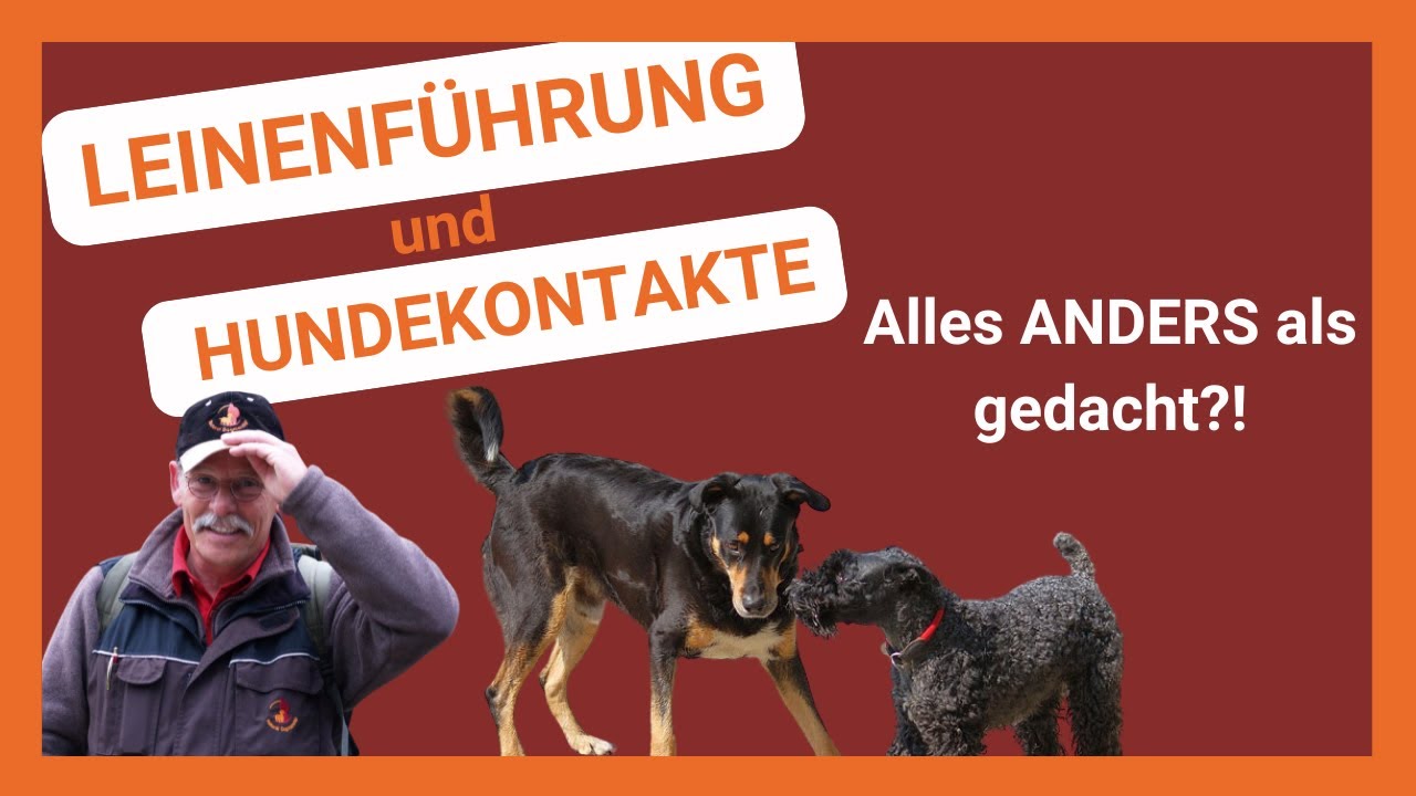 Hundekontakte & Leine: Mythen, Häufige Fehler und Lösungen nach Natural Dogmanship®