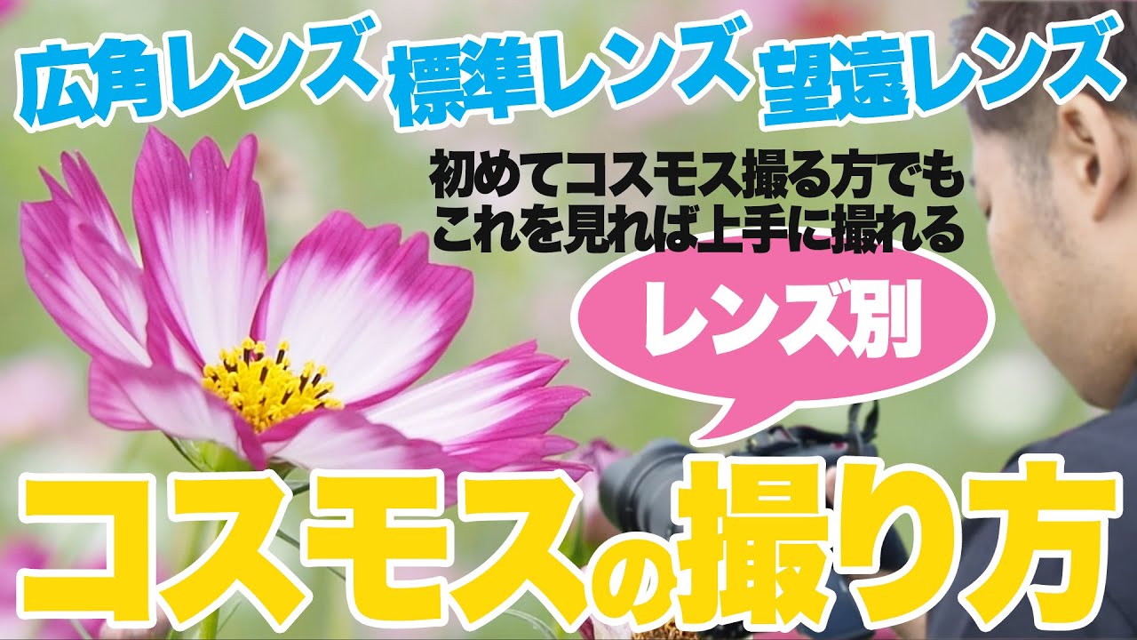 コスモスの撮り方「これを見れば初心者でも上手に撮れる！レンズ画角別に秋桜写真のコツを教えます」