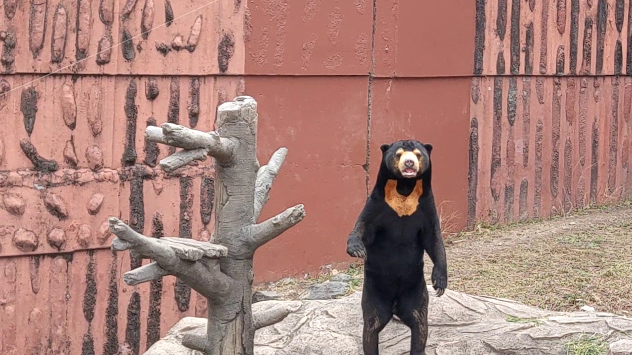マレーグマさん　なにかお探しですか