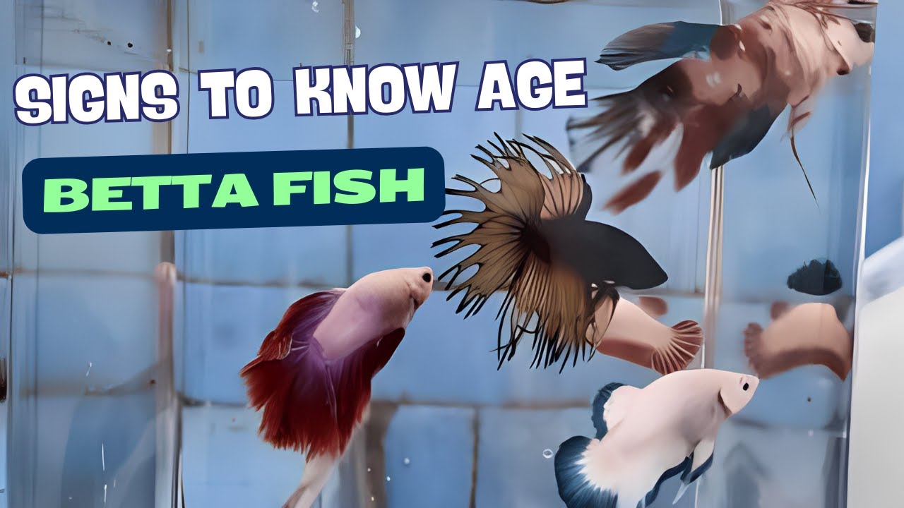 8 Signs To Know Age Of Betta Fish