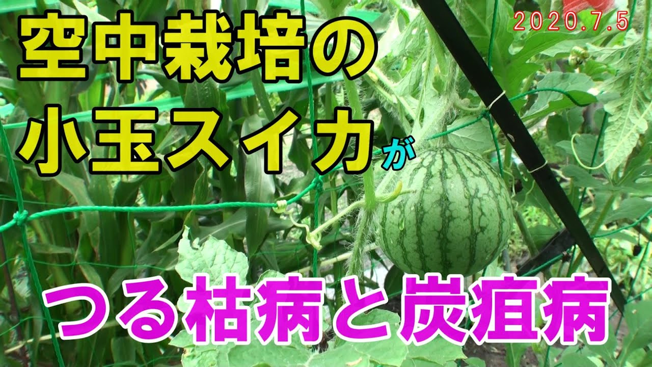 空中栽培の小玉スイカが『つる枯病』と『炭疽病』