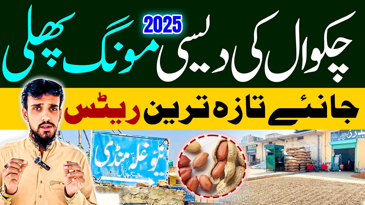 Peanut Rate In Chakwal 2025 | Mongphali Ka Rate | Chakwal Peanut  @MidPointMediaPk