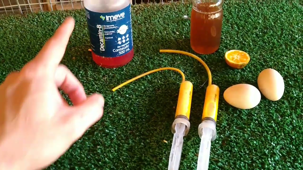 Receita infalível para galos no trato...