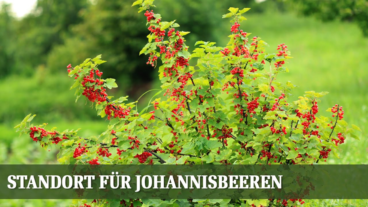 Standort für Johannisbeeren - Welche Ansprüche sind zu beachten?