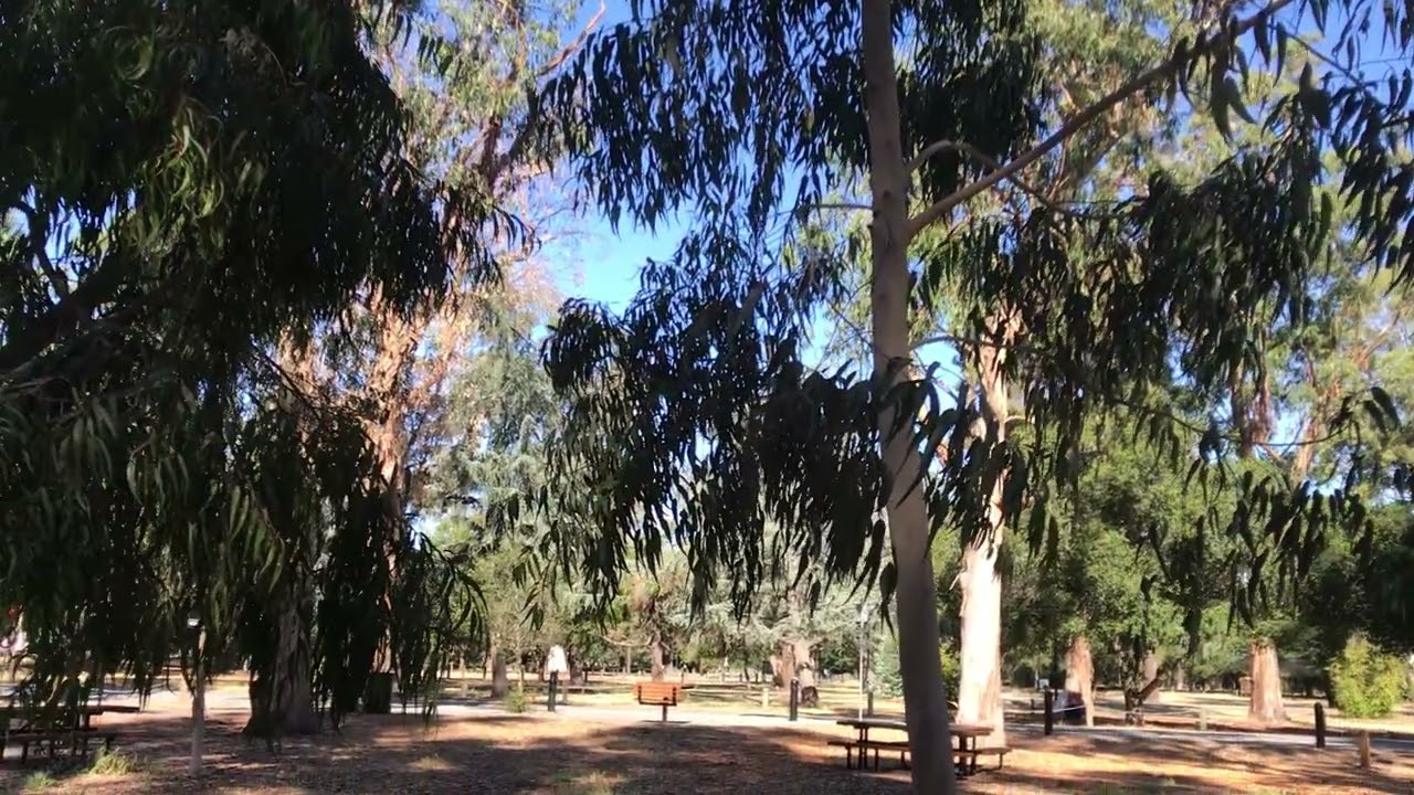 Corymbia citriodora (Lemon-scented gum)