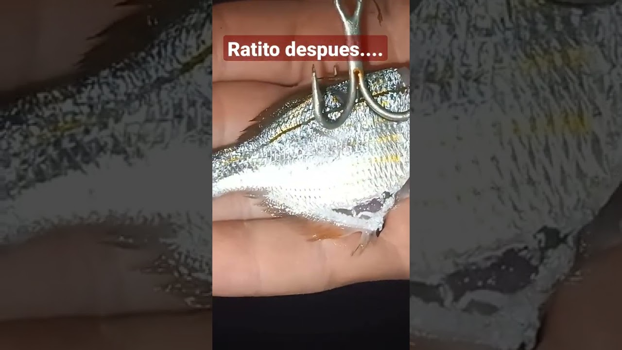 pesca al vivo desde costa 2022. 