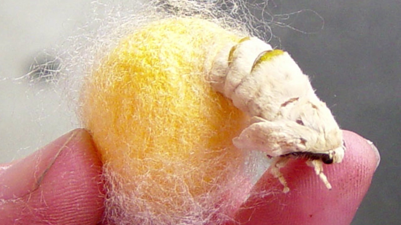 Sericulture: Silk Worms & Culture